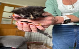 Mixed Breed cats for sale: Lovely mixed breed Kitrens for sale.  - Image 9