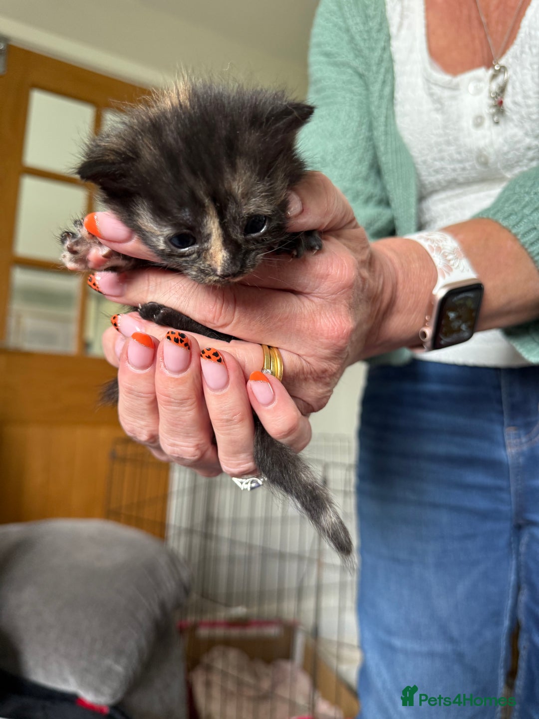 Mixed Breed cats for sale: Lovely mixed breed Kitrens for sale.  - Image 9