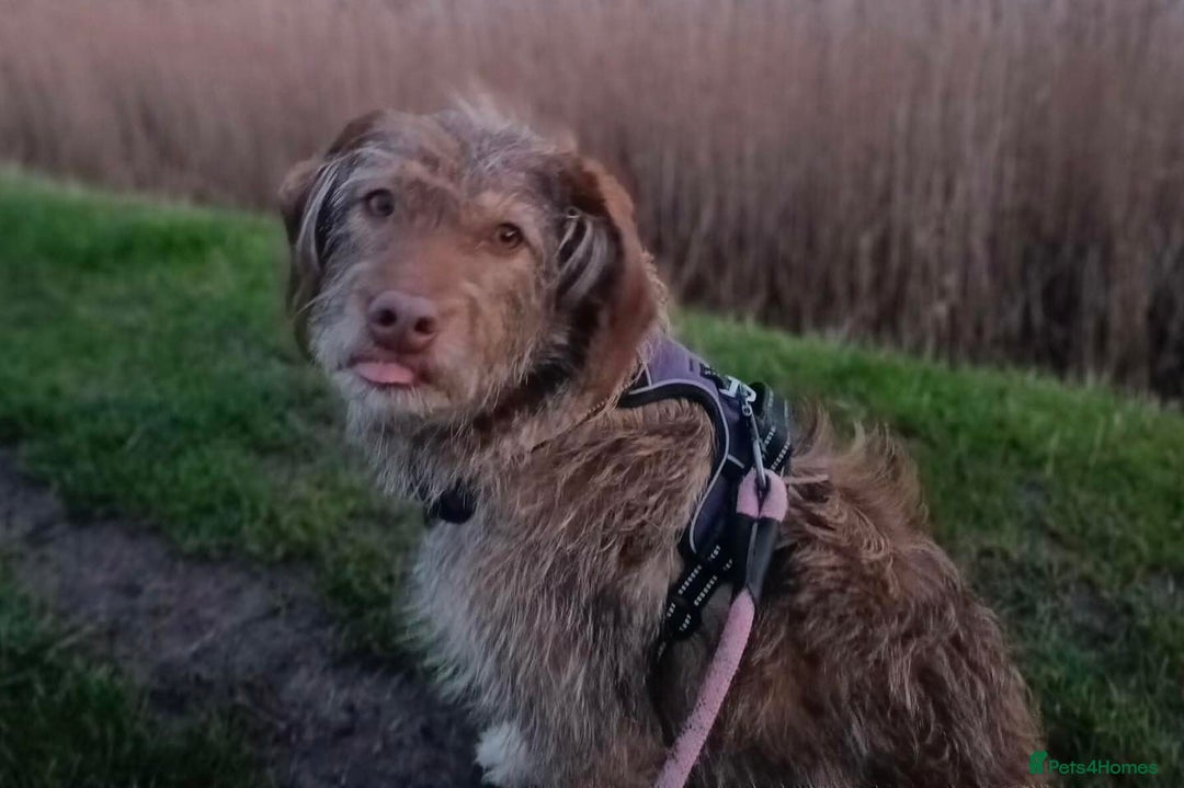 Mixed Breed dogs for adoption: Boo-tiful - Advert 1