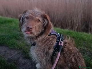 Mixed Breed dogs for adoption: Boo-tiful - Advert 4