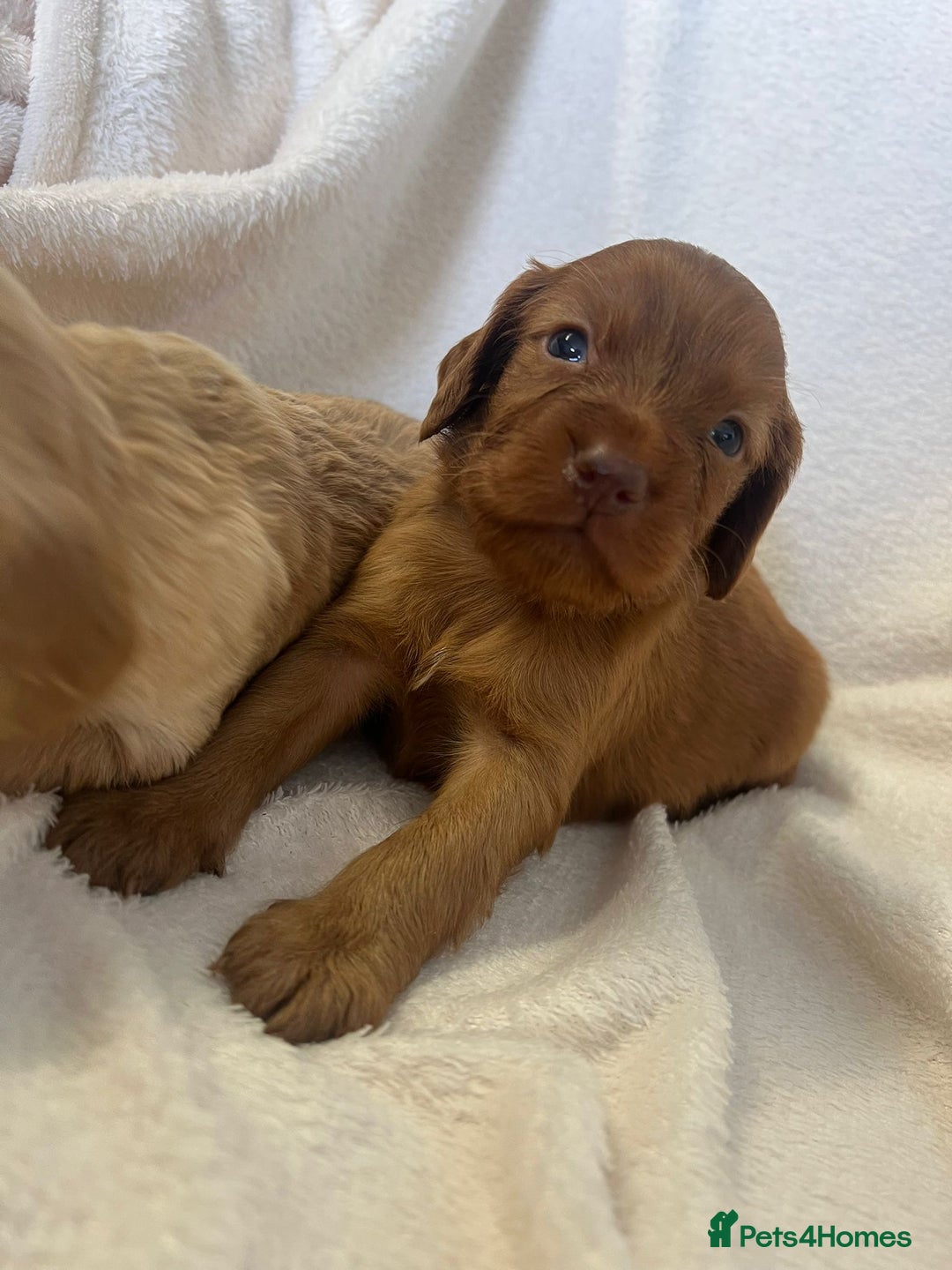 Cockapoo dogs for sale: Stunning cockapoo puppies  - Image 9