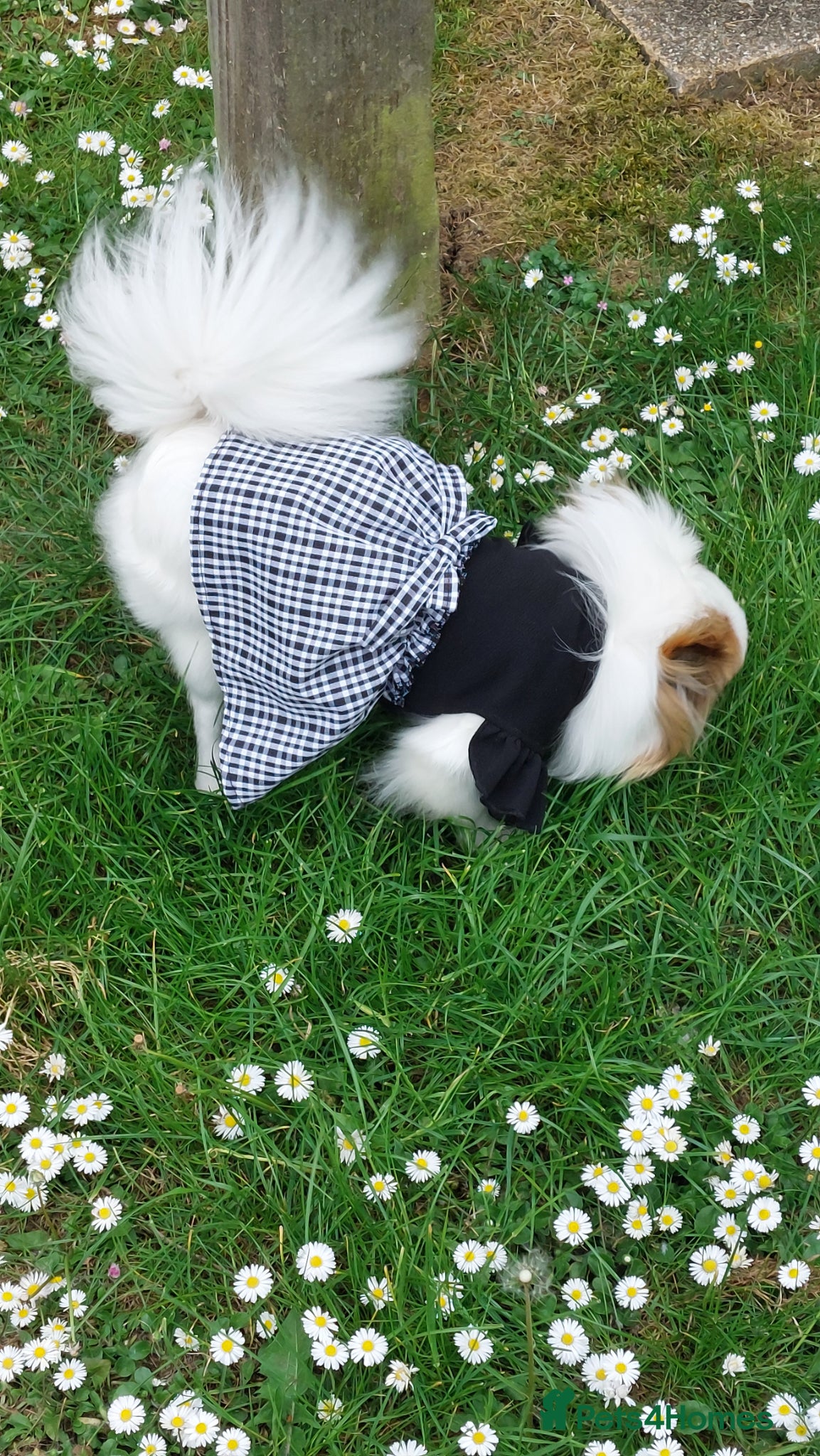 Mixed Breed dogs for sale: Dog for sale  in Gillingham - Advert 10