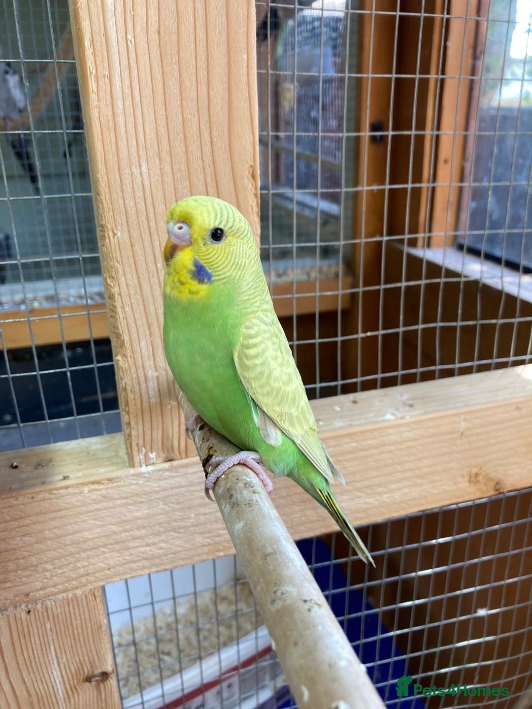Budgerigars birds for sale: Baby budgies 8 weeks  - Image 16