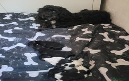 Mixed Breed dogs for sale: Shih - poo pups  - Image 2