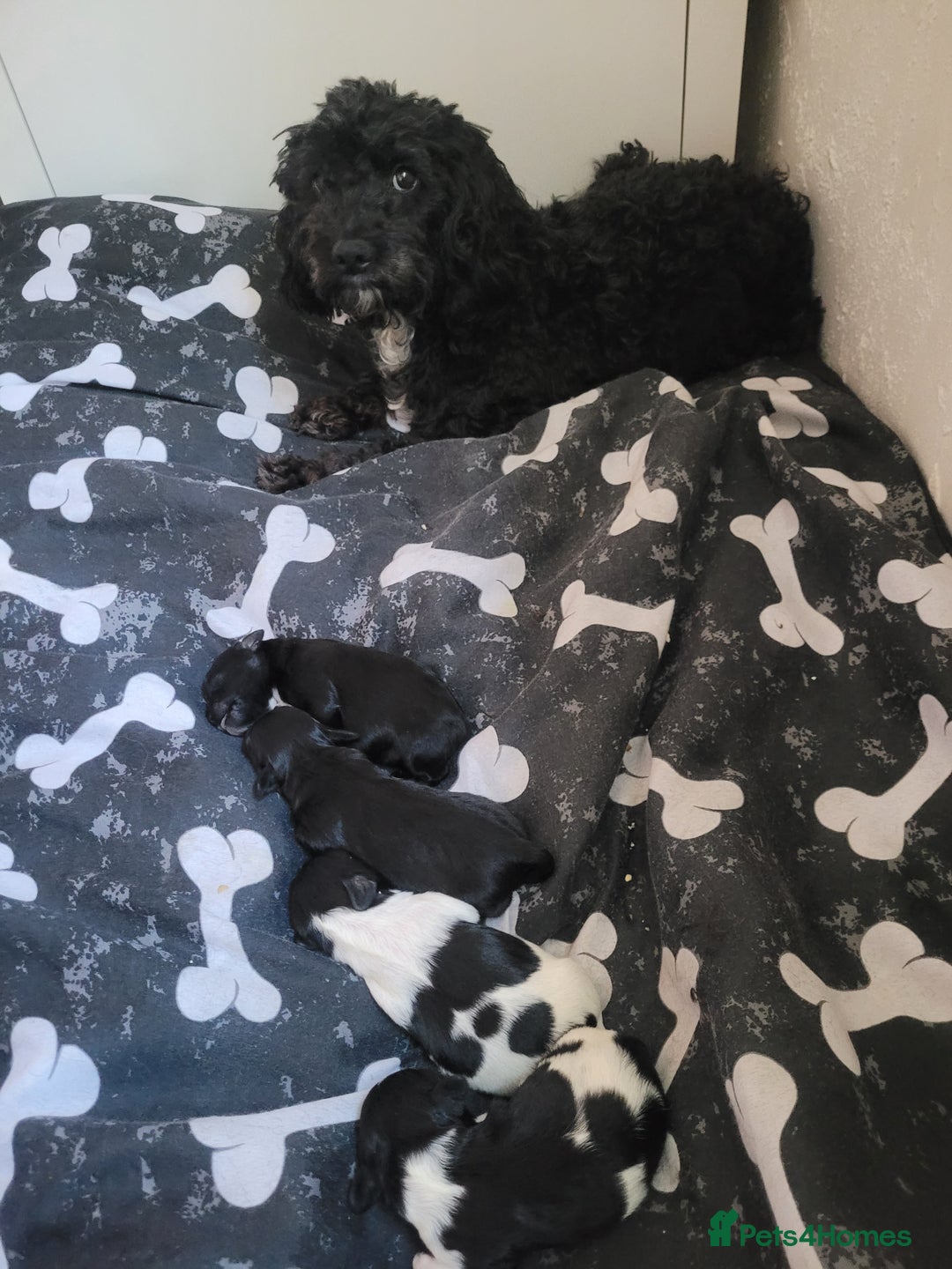 Mixed Breed dogs for sale: Shih - poo pups  - Image 2