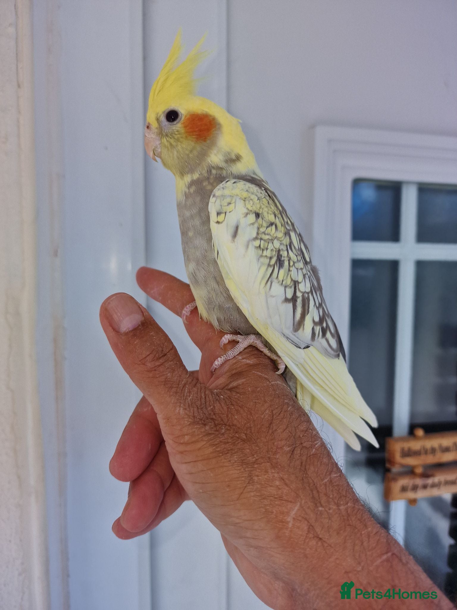 Cockatiels birds Super Silly hand tamed baby cockatiel - Advert 4