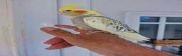 Cockatiels birds for sale: Super Silly hand tamed baby cockatiel - Advert 4