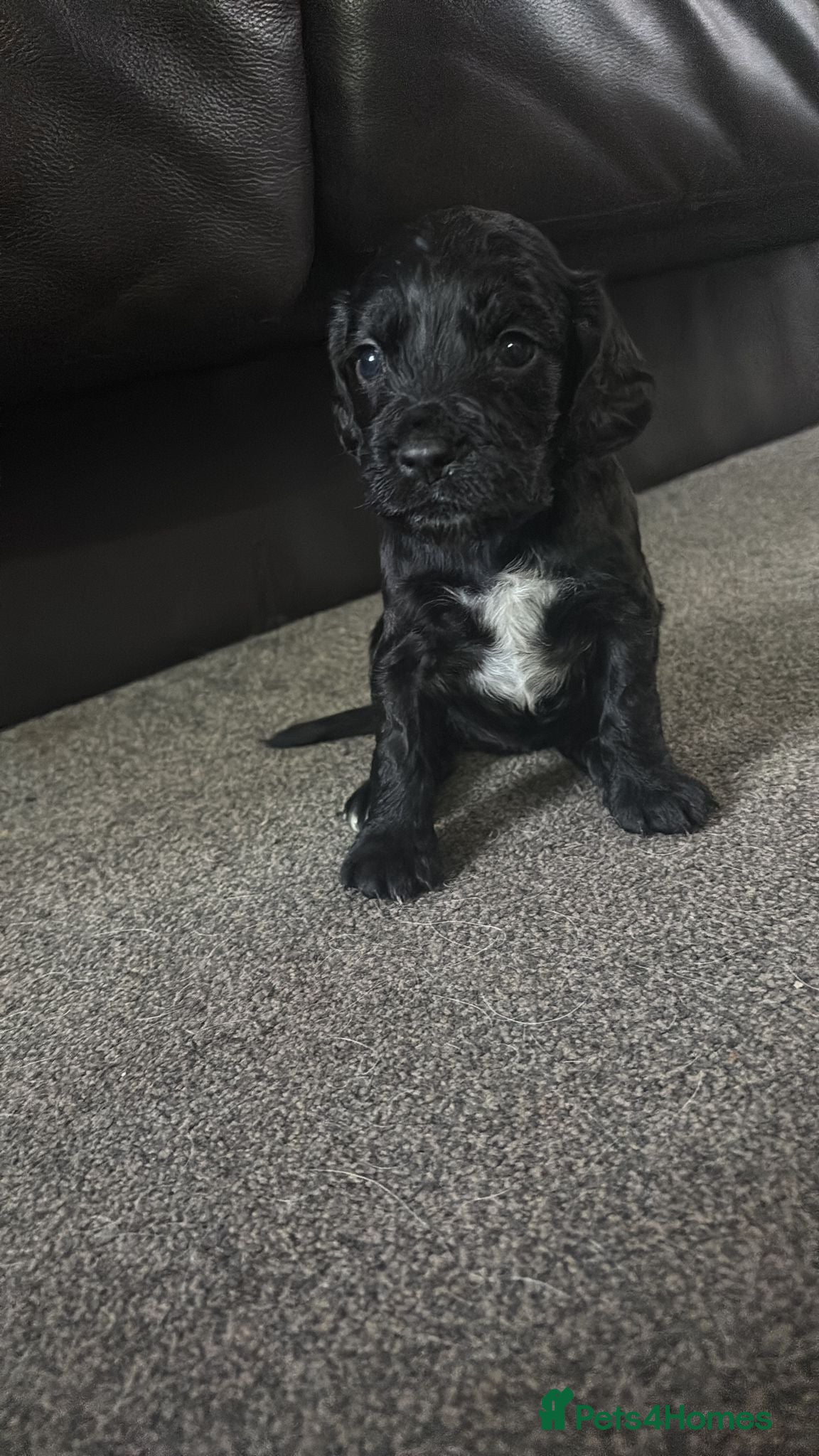 Sprocker dogs Last female sproker pup - Advert 5