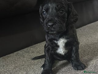 Sprocker dogs Last female sproker pup - Advert 2