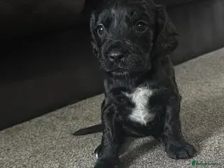 Sprocker dogs Last female sproker pup - Advert 8