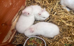 Netherland Dwarf rabbits for sale: Dwarf Bunnies - Image 7
