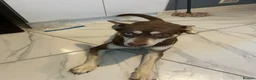 Mixed Breed dogs for sale: Husky X Staffy Unique Dog - Advert 2