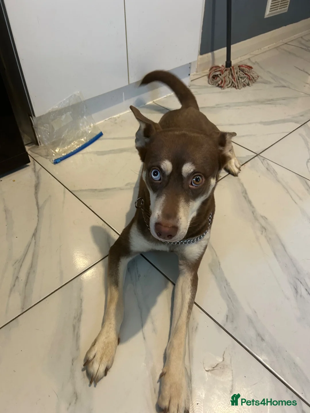 Mixed Breed dogs for sale: Husky X Staffy Unique Dog - Advert 2