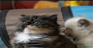 Ragdoll cats - Advert 6