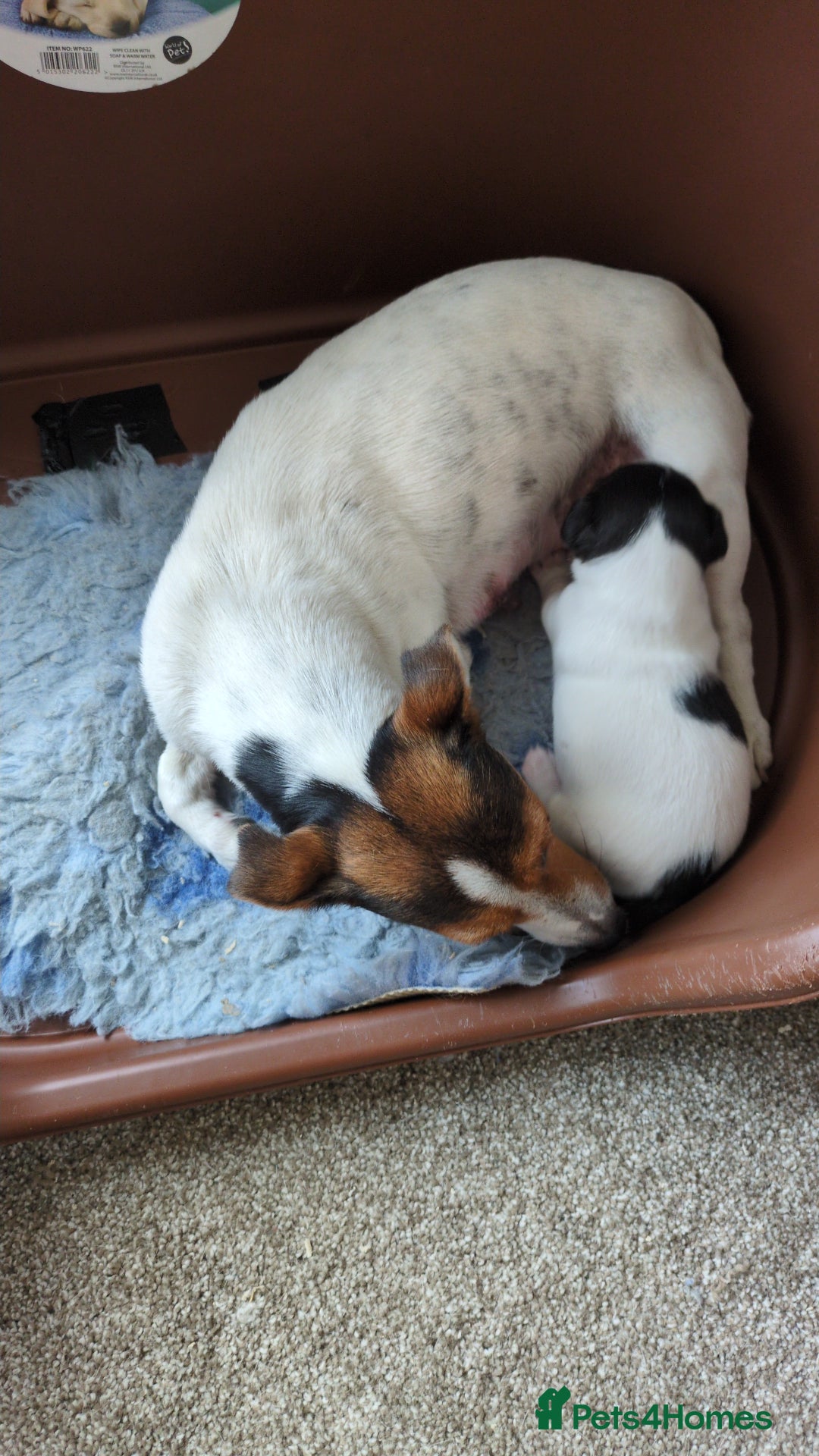 Jack Russell dogs for sale: Jack Russell  - Image 2