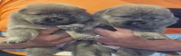 Chow Chow dogs for sale: 6 Stunning rough coat chow pups excellentbloodline - Advert 7