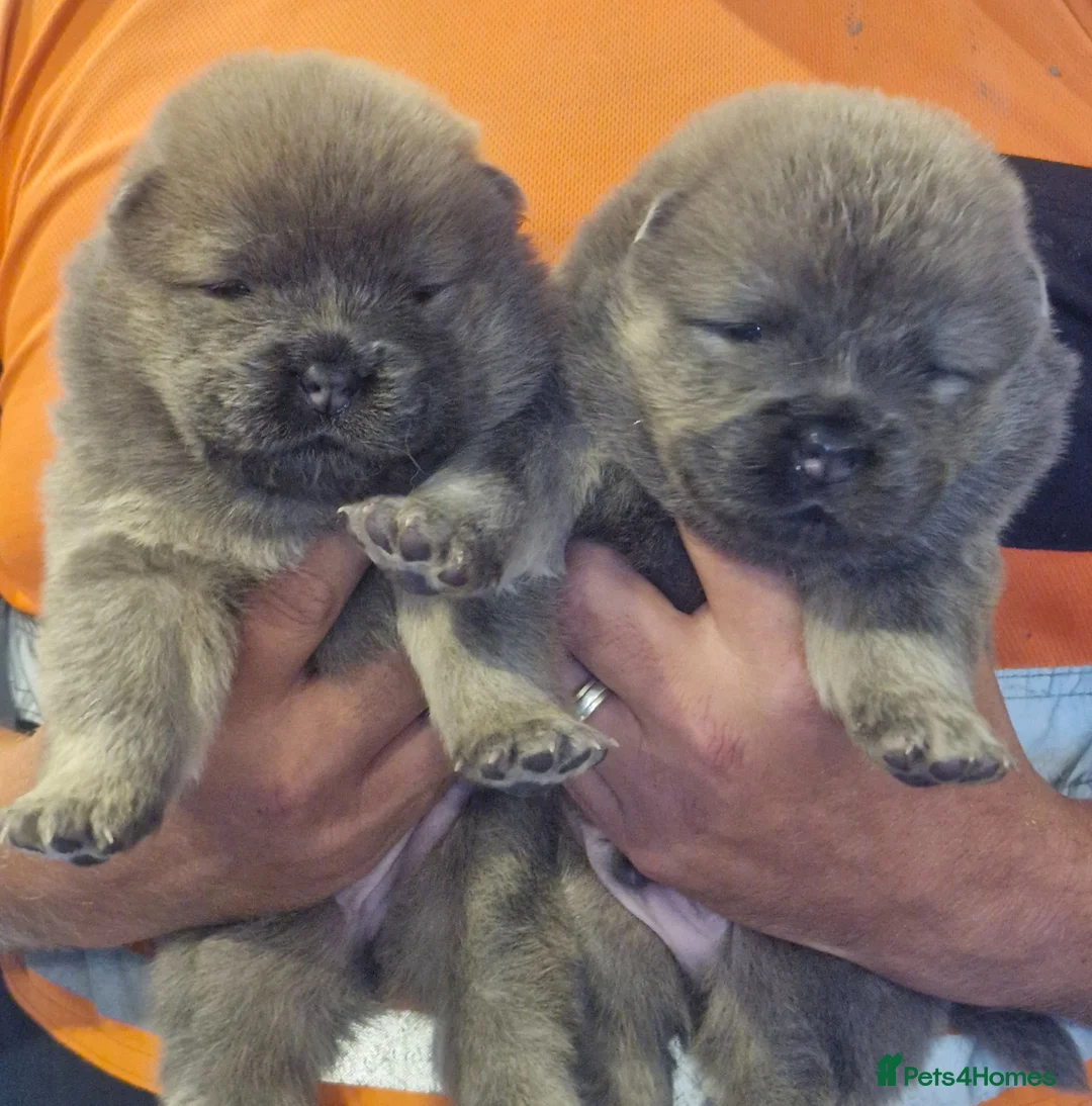 Chow Chow dogs for sale: 6 cute fluffy coat chow pups excellentbloodline - Advert 22