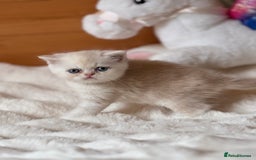 Exotic cats for sale: Superb Exotic Chinchilla kittens - Health tested  - Image 10