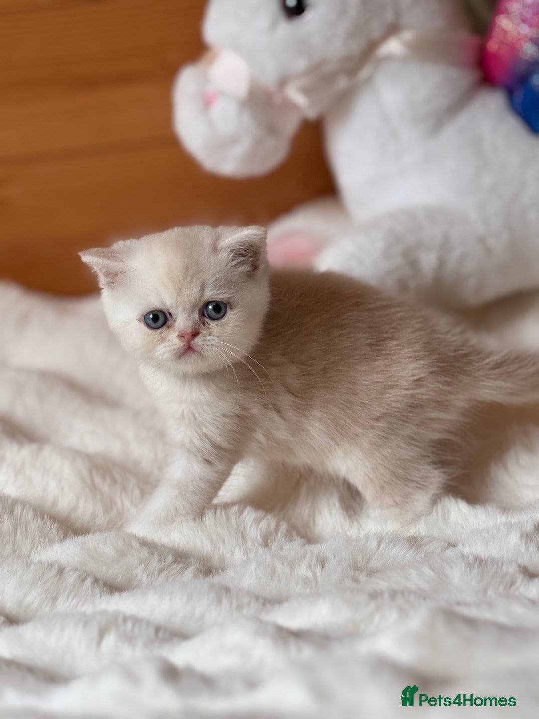 Exotic cats for sale: Superb Exotic Chinchilla kittens - Health tested  - Image 10