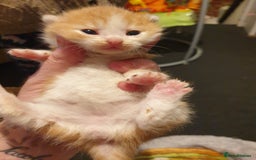 Mixed Breed cats for sale: 2 x boy, 1 x girl  - Image 1