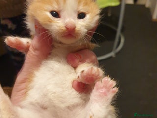 Mixed Breed cats - Advert 4