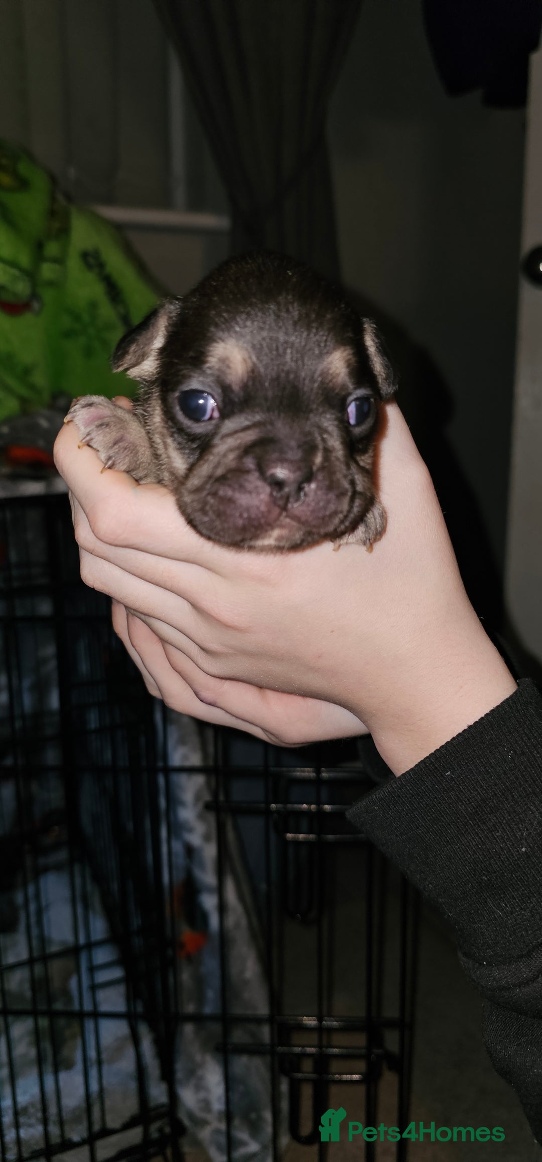 French Bulldog dogs for sale:  6 x beautiful Frenchie puppies for sale  - Advert 10