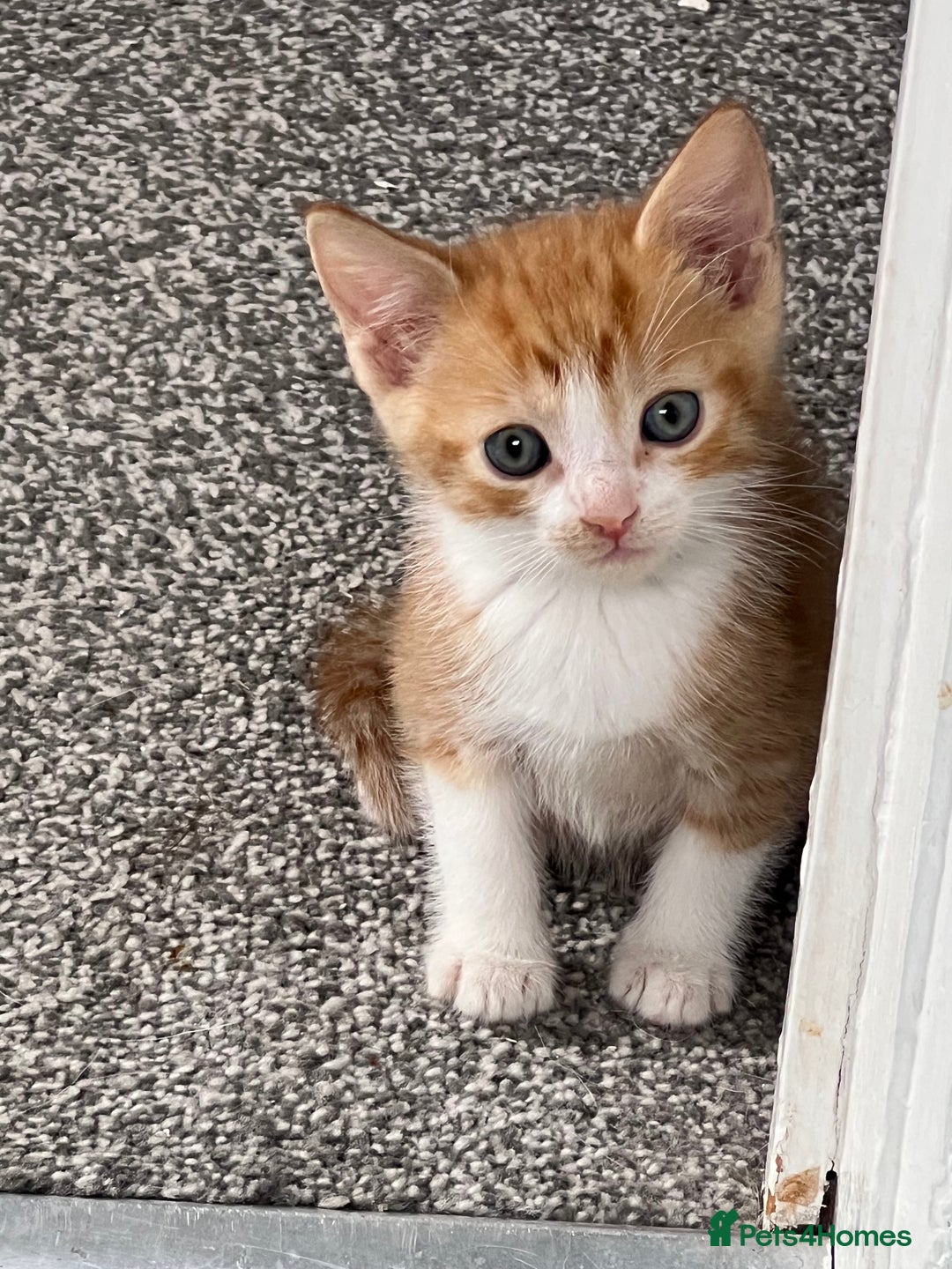 Mixed Breed cats for sale: 2 beautiful ginger male cats - Image 7