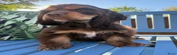 American Cocker Spaniel dogs for sale: KC reg. pure American Cocker Spaniel puppies  - Advert 10