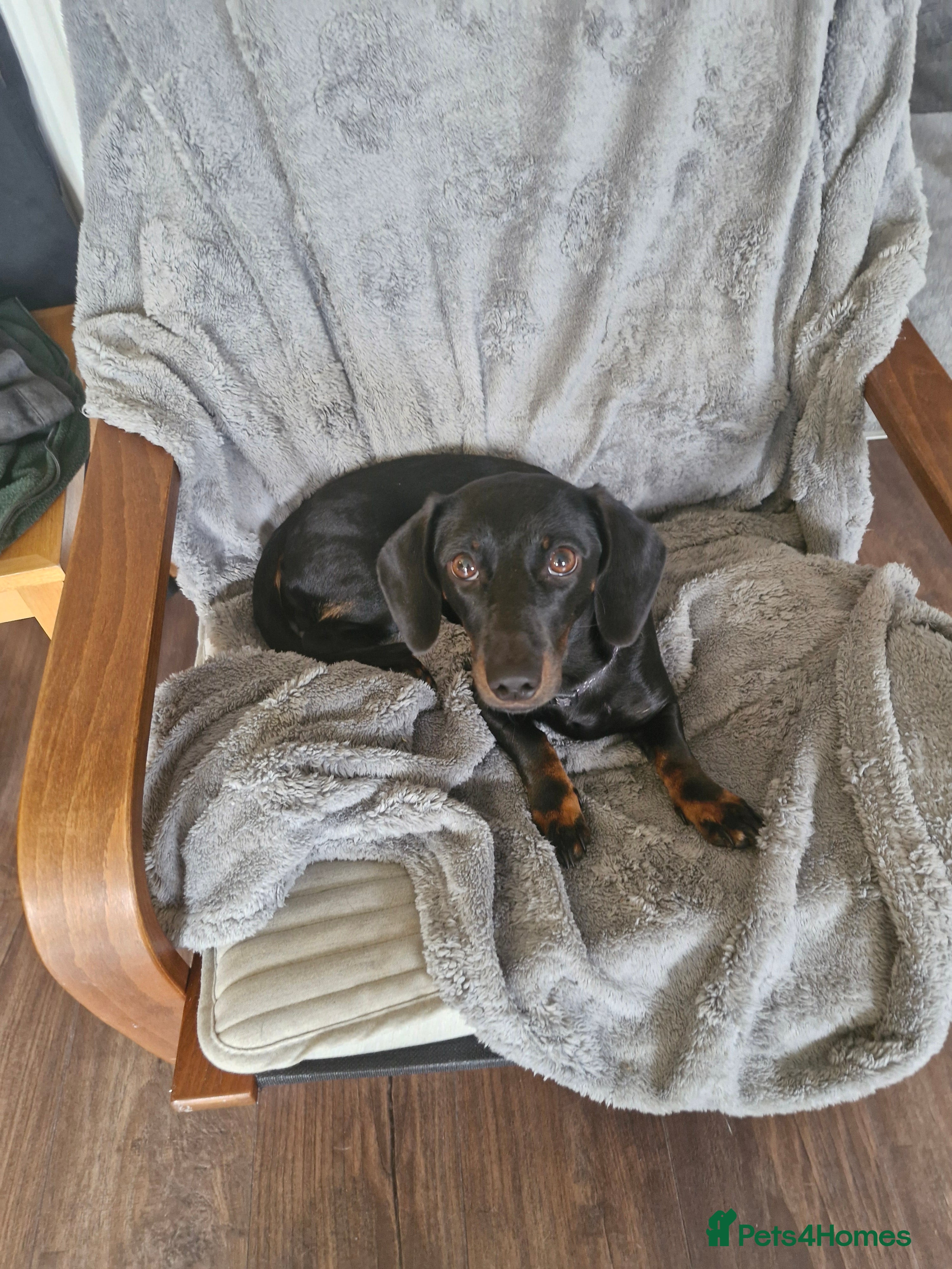 Miniature Dachshund dogs Female mini dushhound  - Advert 2