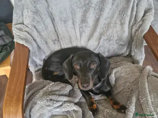 Miniature Dachshund dogs Female mini dushhound - Advert 2