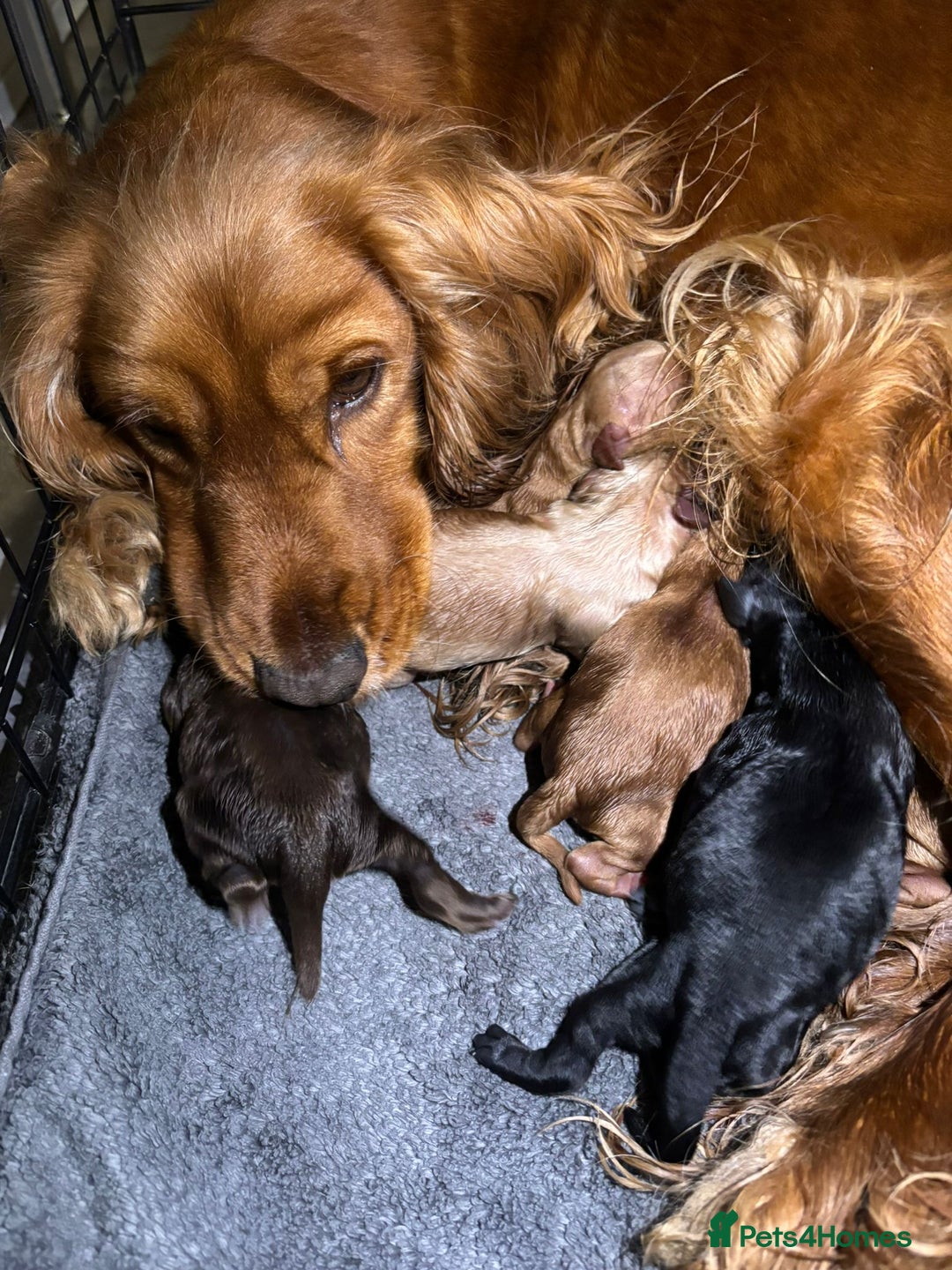 Cockapoo dogs for sale: Six stunning cockapoo puppies - Advert 26