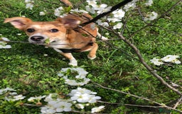 Mixed Breed dogs for adoption: ❤🐶 Lalia – A Delicate Love-Bug  🐶❤ - Image 1