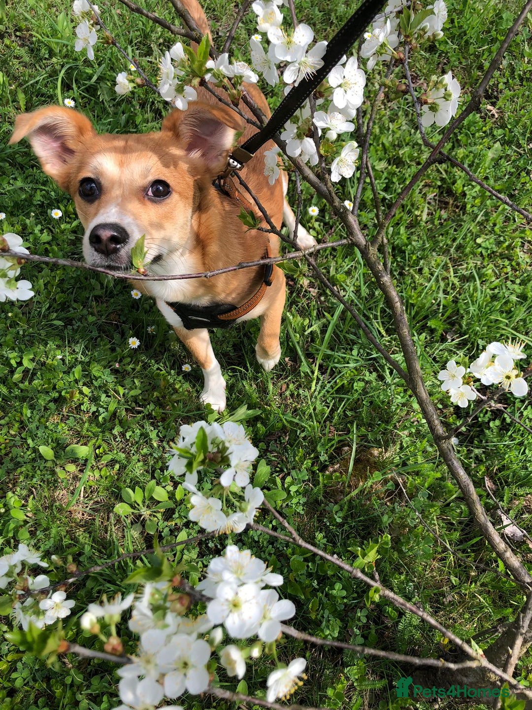 Mixed Breed dogs for adoption: ❤🐶 Lalia – A Delicate Love-Bug  🐶❤ - Image 1