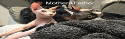 Sphynx cats for sale: Adorable sphynx kittens❤️ - Advert 4