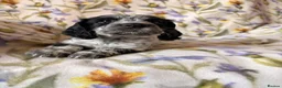 Cocker Spaniel dogs for sale: Working cocker spaniel puppies blue roan  - Advert 3
