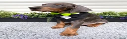 Dobermann dogs for sale: *KC REGISTERED* HEALTH TESTED DOBERMAN PUPPIES - Advert 19