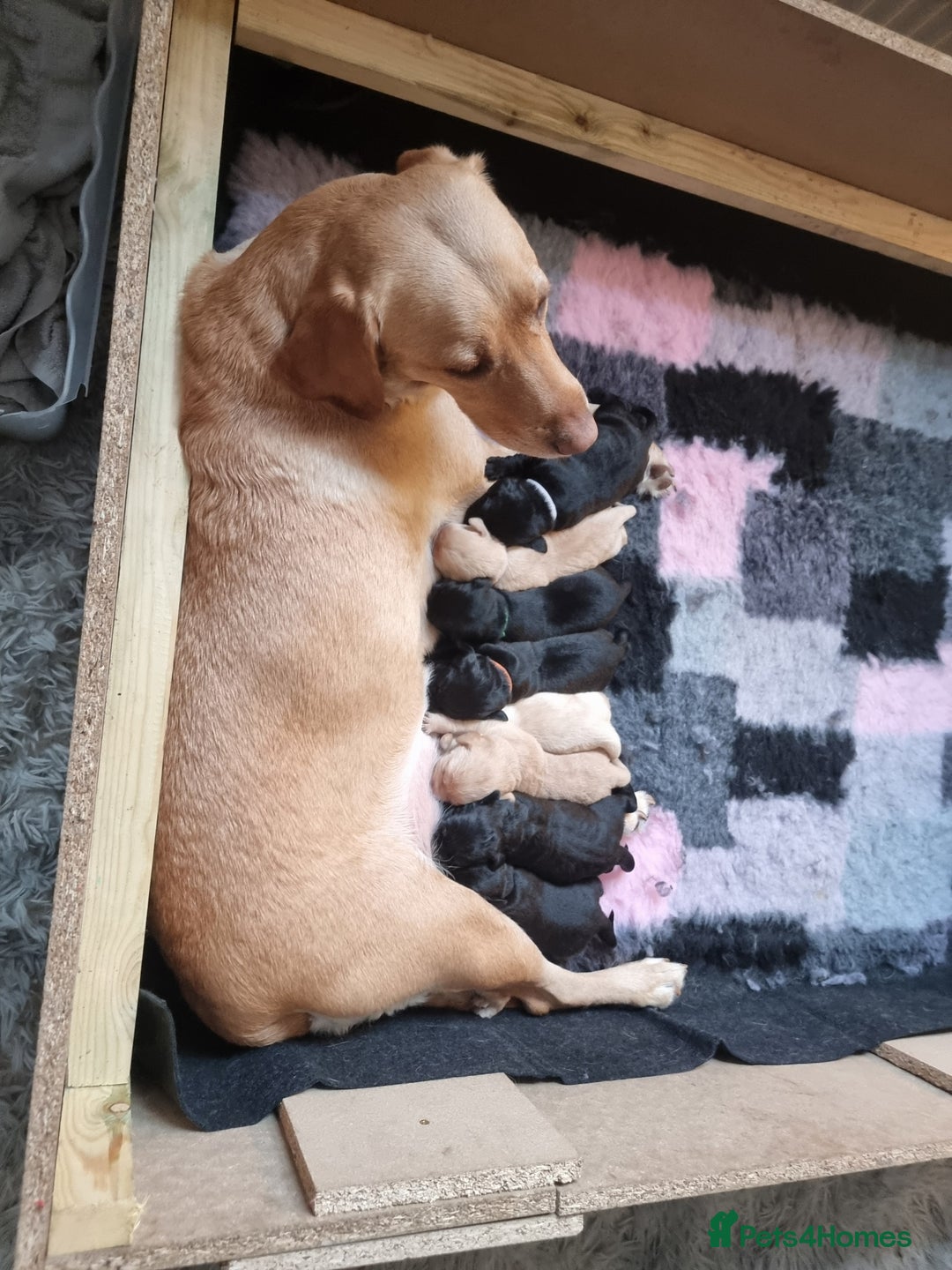 Labrador Retriever dogs for sale: PEDIGREE & KC REG LABRADOR RETRIEVER  - Advert 2