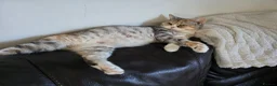 British Shorthair cats for sale: Very unusual British shorthair - Advert 18