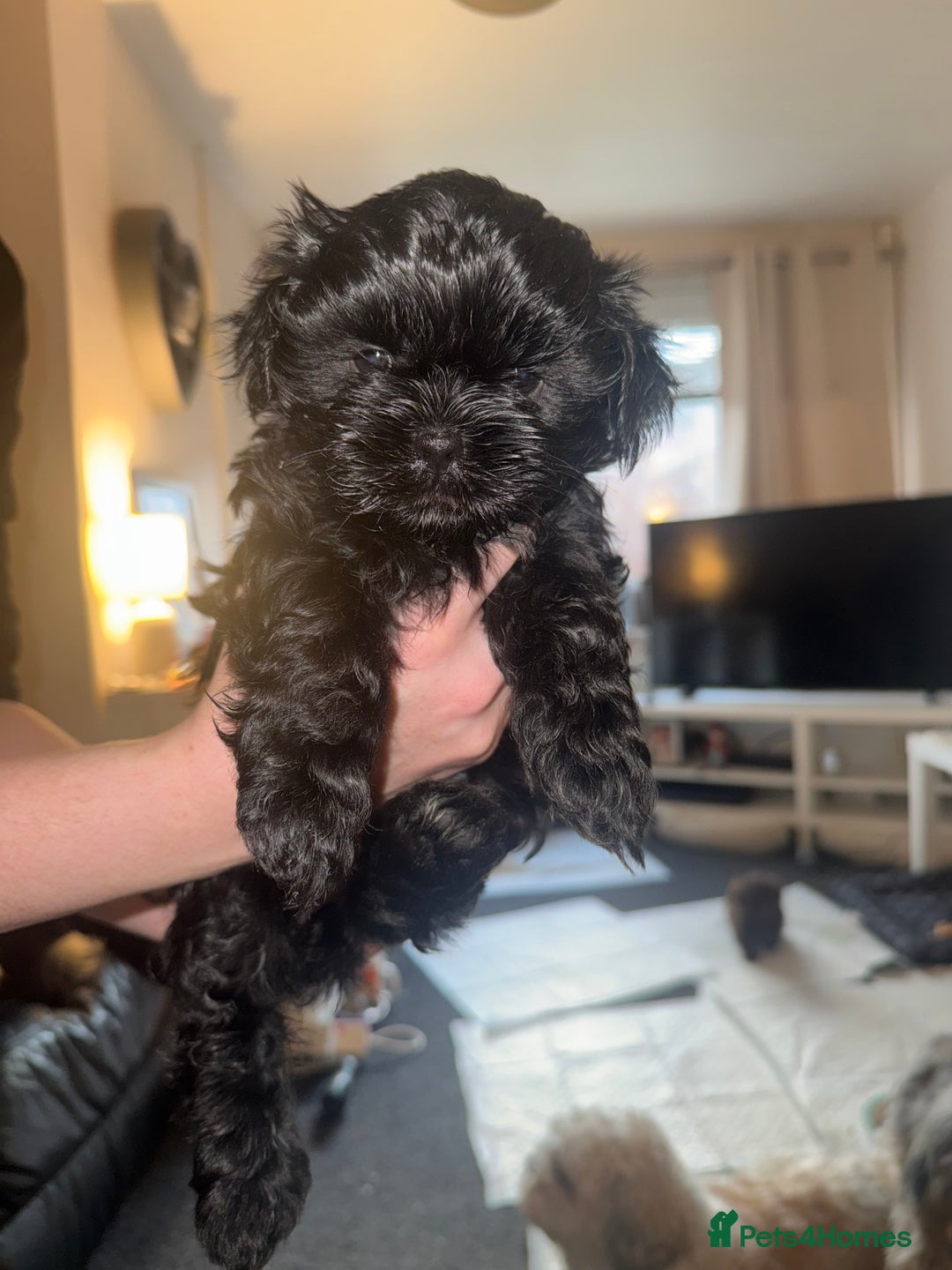 Shihpoo dogs for sale: Beautiful Shihpoo puppies  - Image 13