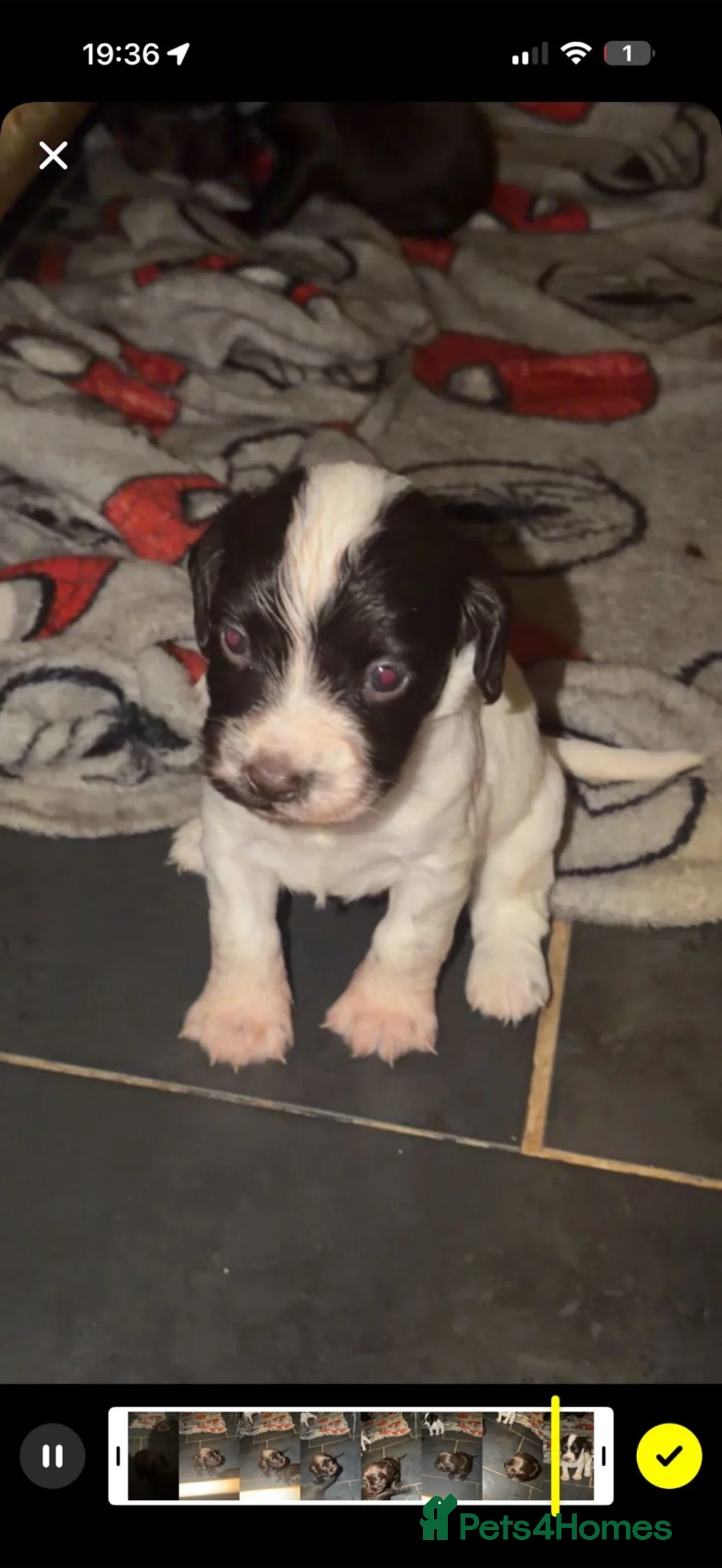 Sprocker dogs for sale: Sproker spaniel puppies  - Advert 2