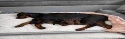 Dobermann dogs for sale: Exceptional Pedigree Doberman pups for sale  in Burntisland - Advert 3