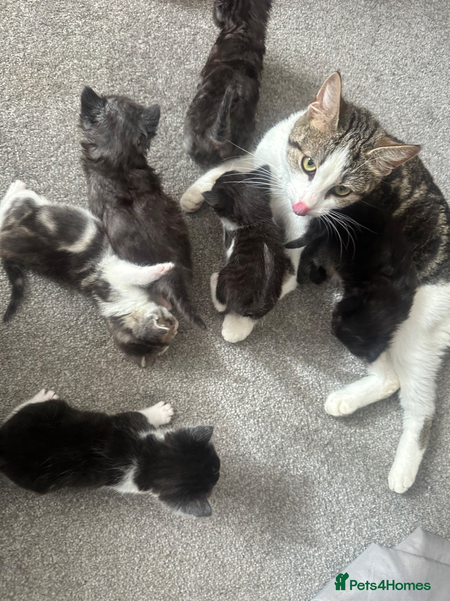 Mixed Breed cats Kittens  - Advert 2