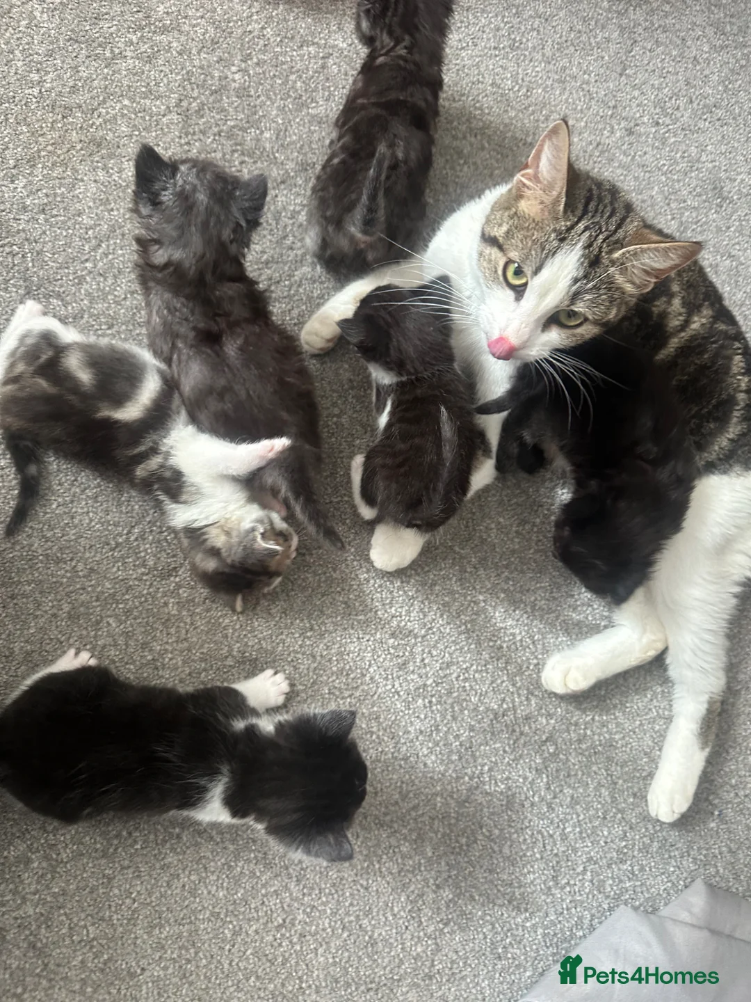 Mixed Breed cats for sale: Kittens  - Advert 1