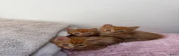 Mixed Breed cats for sale: 4 Ginger Boys, 2 Tortie cats  - Advert 2