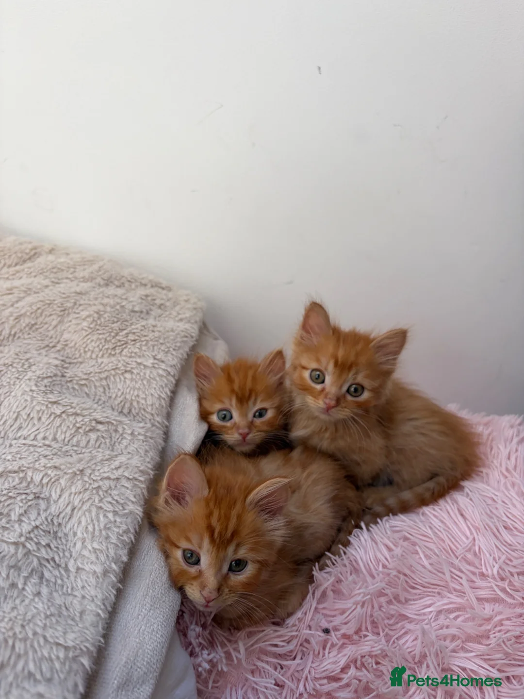 Mixed Breed cats for sale: 4 Ginger Boys, 2 Tortie cats  - Advert 2