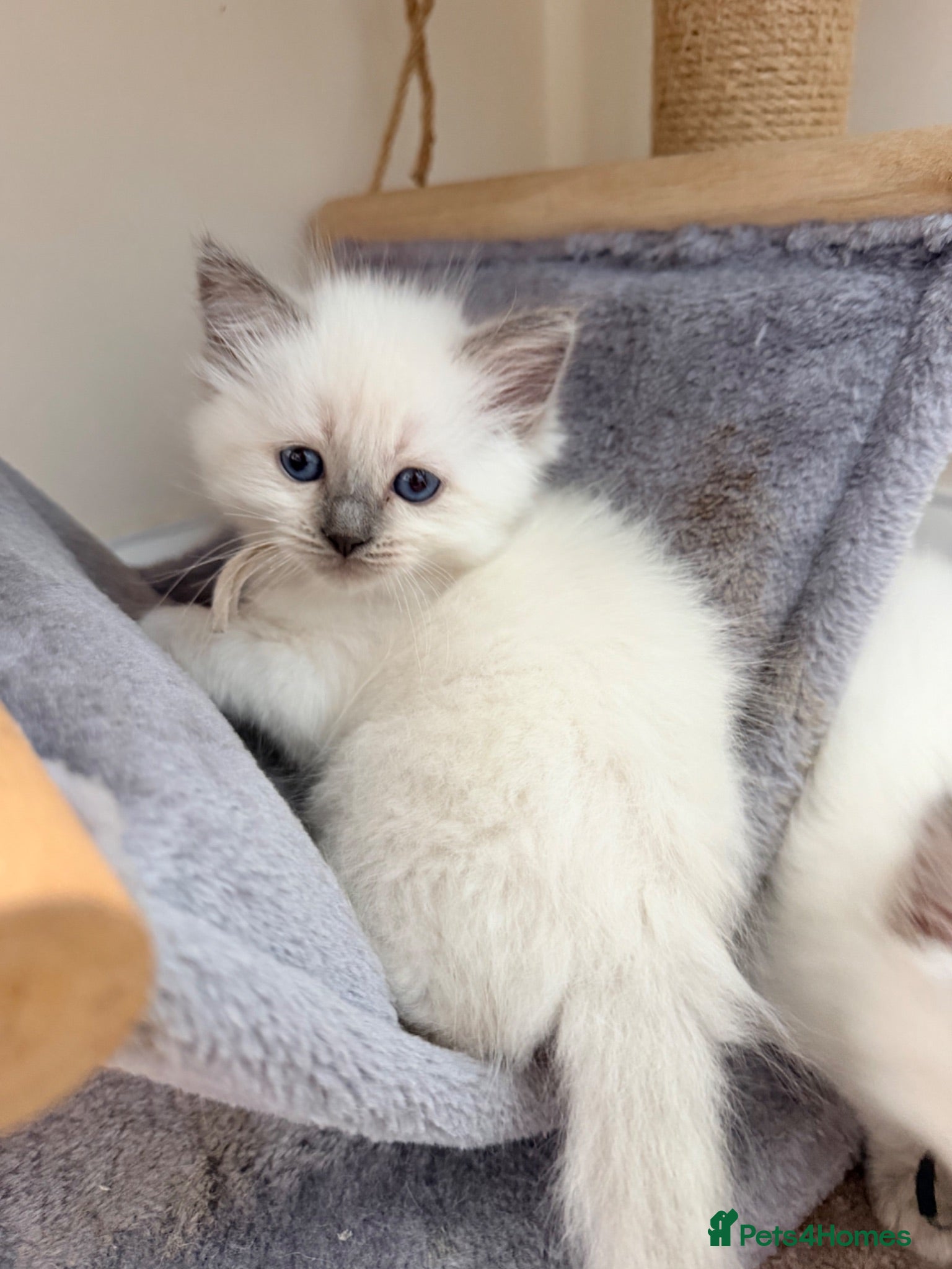 Ragdoll cats 5 stunning ragdoll kittens! ❤️ - Advert 11