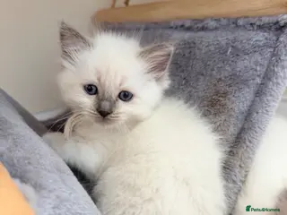 Ragdoll cats 5 stunning ragdoll kittens! ❤️ - Advert 2