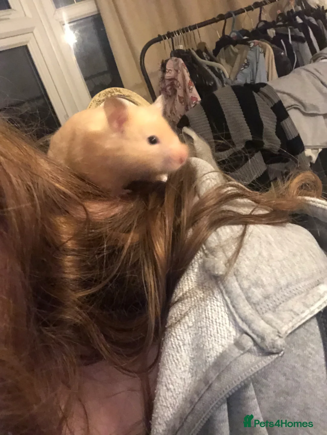 Hamster rodents for sale: Female Syrian hamster in need of home - Advert 2
