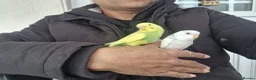 Budgerigars birds for sale: Super Hand Tamed Baby Budgie  - Advert 10