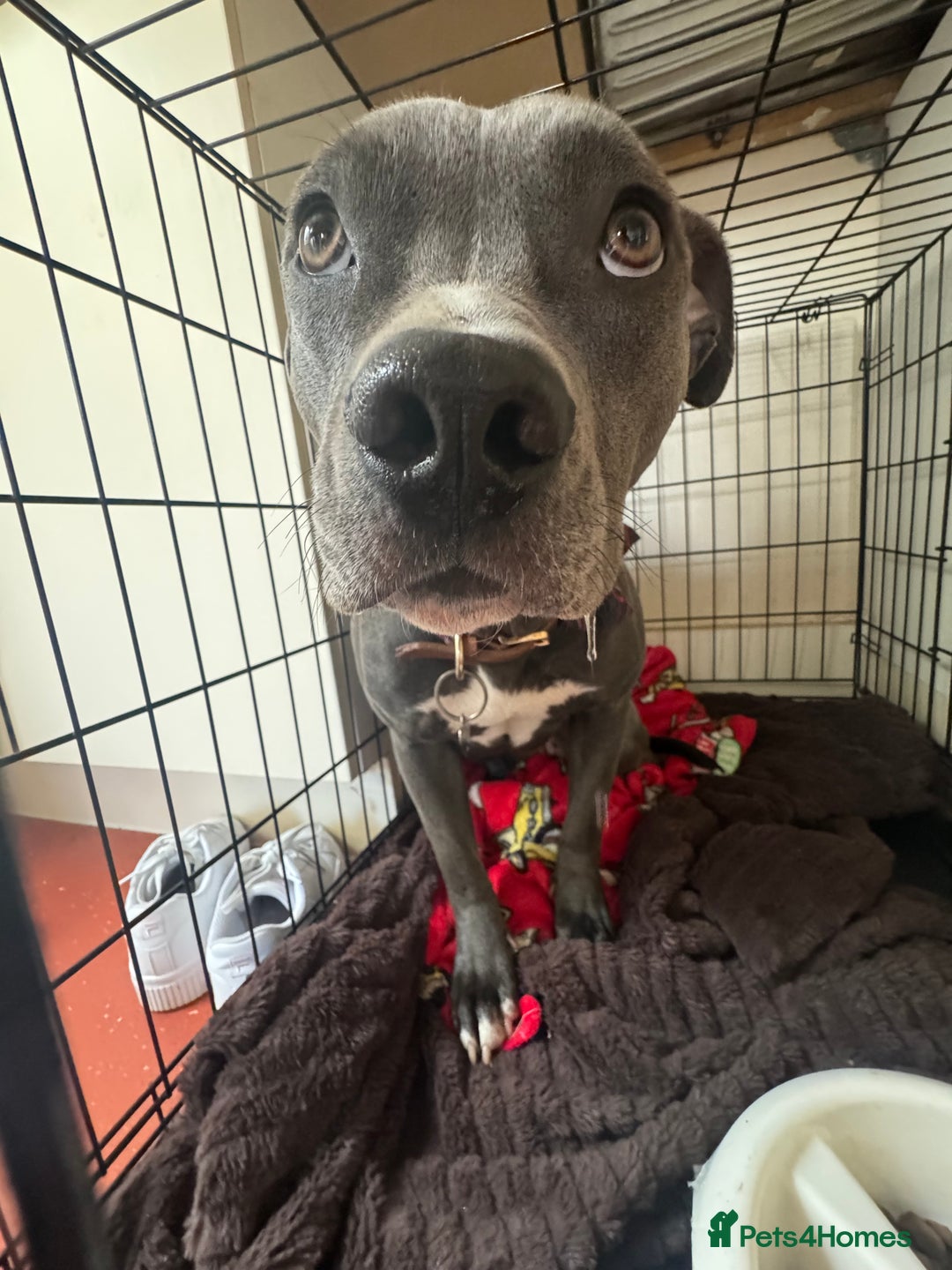 Staffordshire Bull Terrier dogs for sale: Rehoming, please read below. - Advert 11